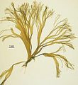 Cutleria multifida2